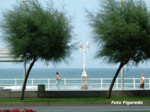 Plataneras en paseo marítimo de Gijón. Foto Figaredo, Gijón